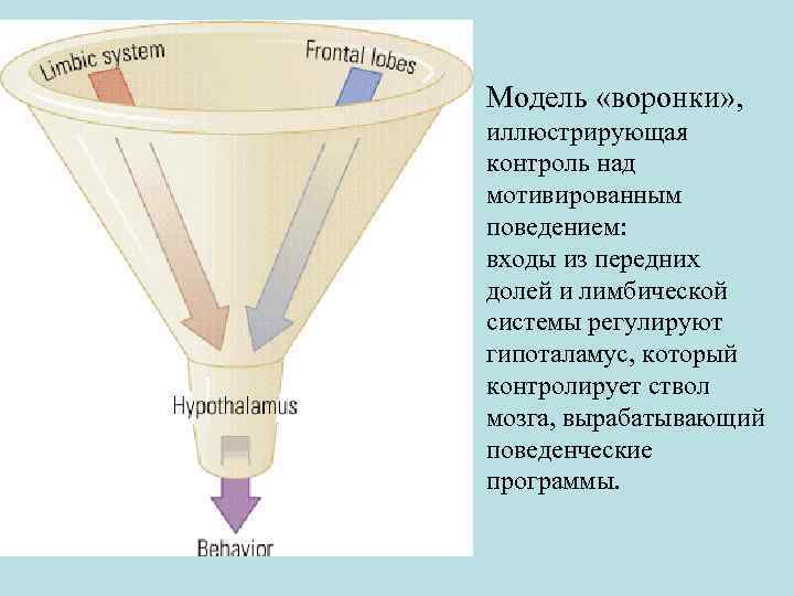 Модель «воронки» , иллюстрирующая контроль над мотивированным поведением: входы из передних долей и лимбической