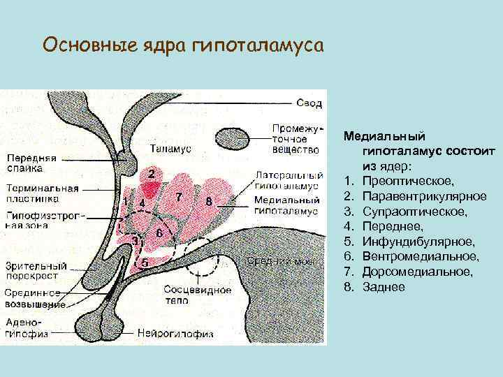 Гепатобилиарная система картинка