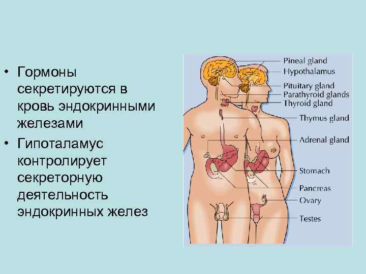  • Гормоны секретируются в кровь эндокринными железами • Гипоталамус контролирует секреторную деятельность эндокринных