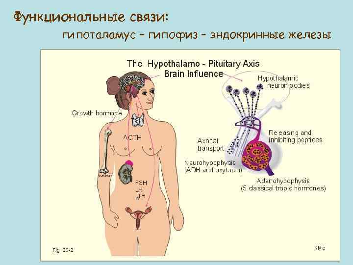 Функциональные связи: гипоталамус – гипофиз – эндокринные железы 