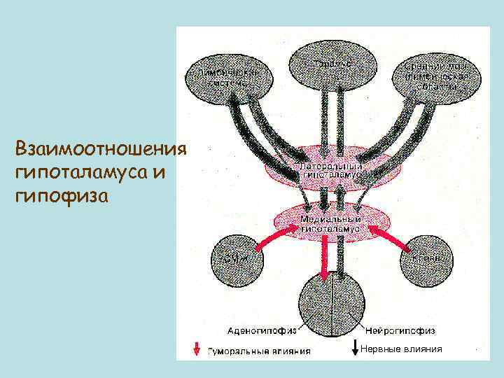 Взаимоотношения гипоталамуса и гипофиза Нервные влияния 
