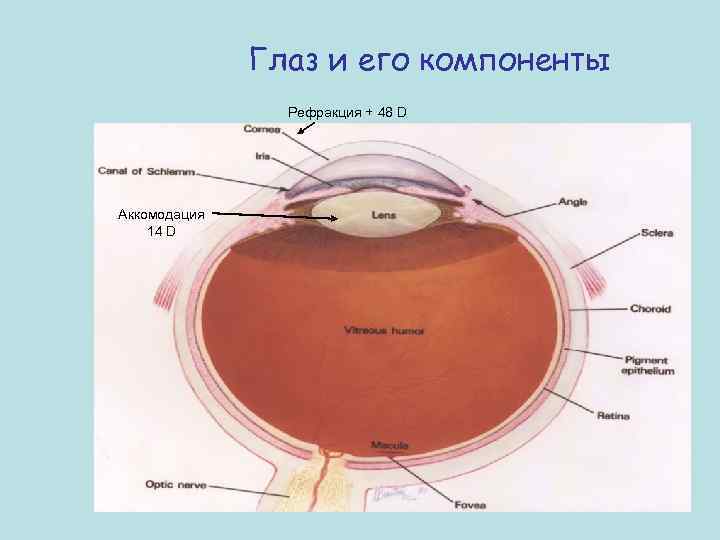 Глаз и его компоненты Рефракция + 48 D Аккомодация 14 D 