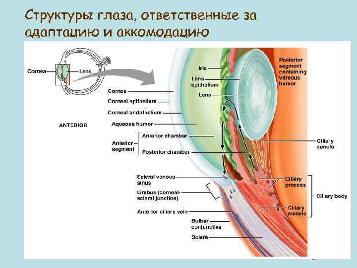 Структуры глаза, ответственные за адаптацию и аккомодацию Figure 16. 8 