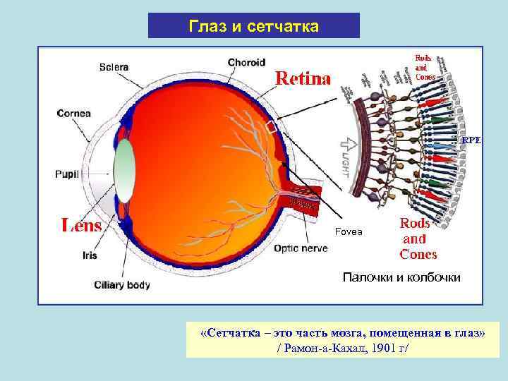 Глаз и сетчатка Fovea Палочки и колбочки «Сетчатка – это часть мозга, помещенная в