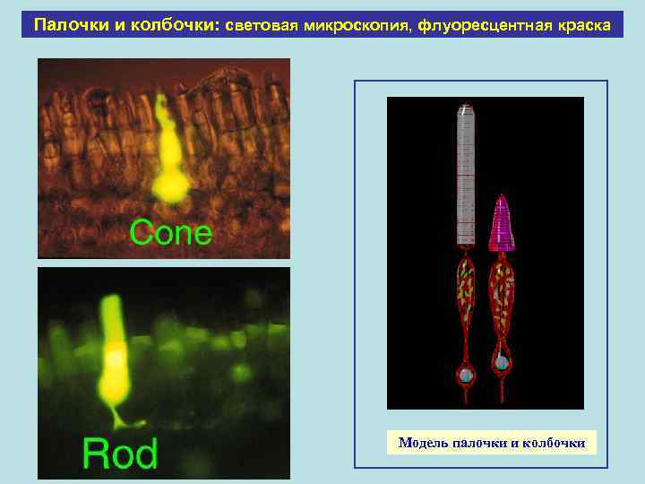 Палочки и колбочки: световая микроскопия, флуоресцентная краска Модель палочки и колбочки 