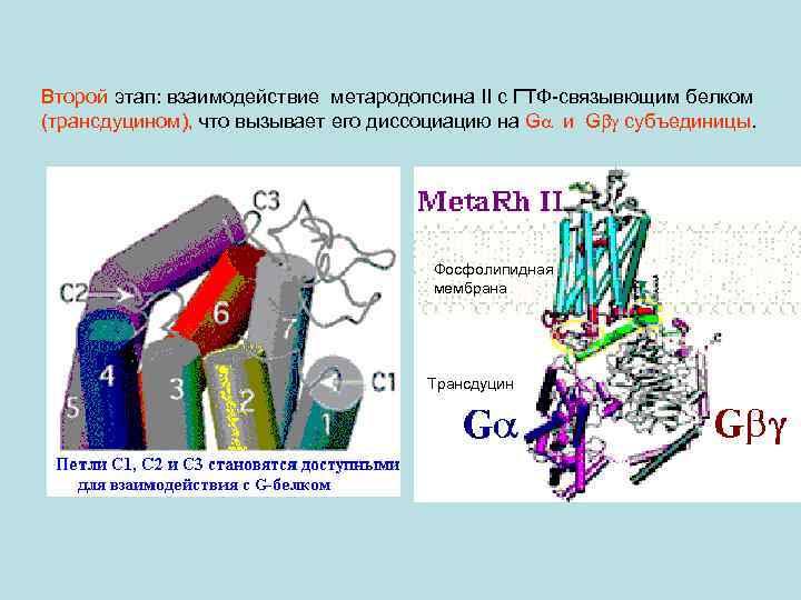Второй этап: взаимодействие метародопсина II с ГТФ-связывющим белком (трансдуцином), что вызывает его диссоциацию на