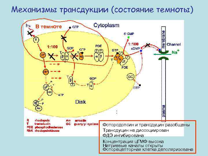 Механизмы трансдукции (состояние темноты) В темноте : Фотородопсин и трансдуцин разобщены Трансдуцин не диссоциирован