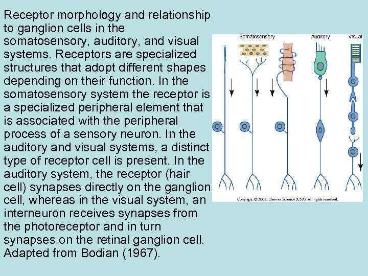 Receptor morphology and relationship to ganglion cells in the somatosensory, auditory, and visual systems.