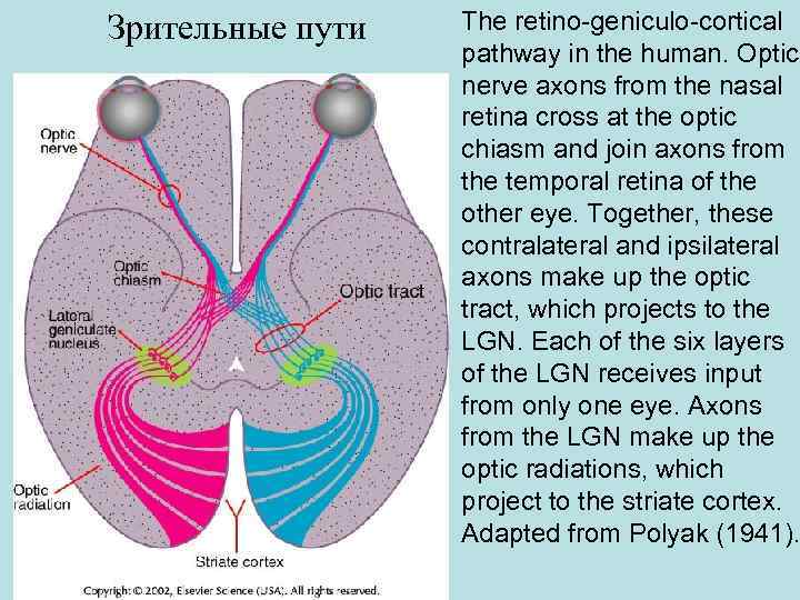 Зрительные пути The retino-geniculo-cortical pathway in the human. Optic nerve axons from the nasal