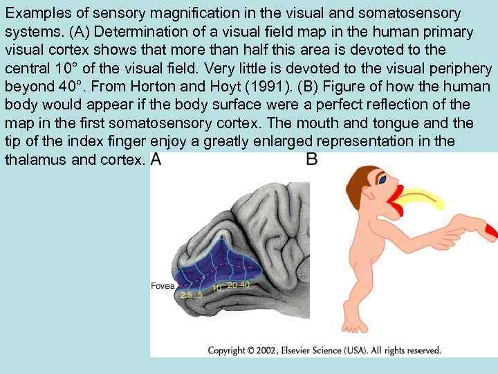 Examples of sensory magnification in the visual and somatosensory systems. (A) Determination of a