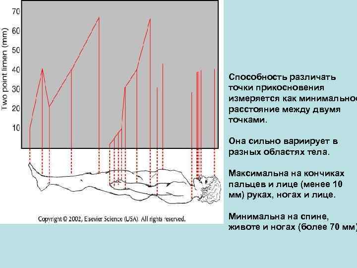 Способность различать точки прикосновения измеряется как минимальное расстояние между двумя точками. Она сильно вариирует