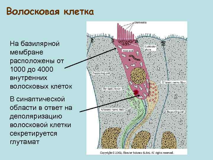 Где находится оболочка