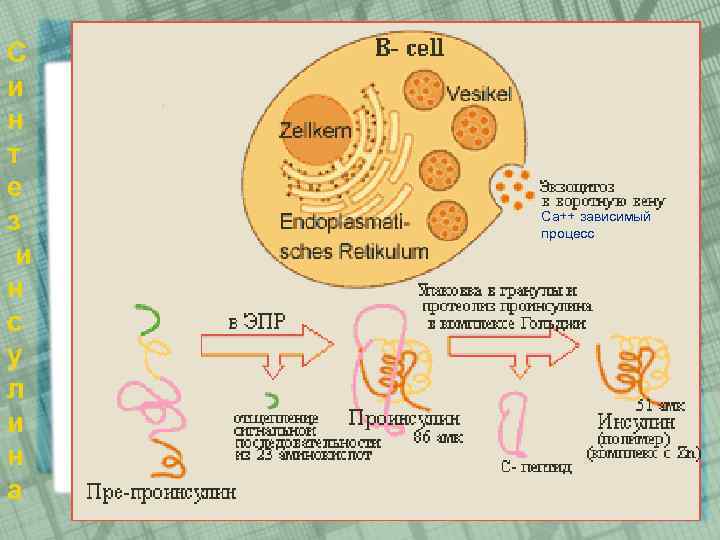 С и н т е з и н с у л и н а