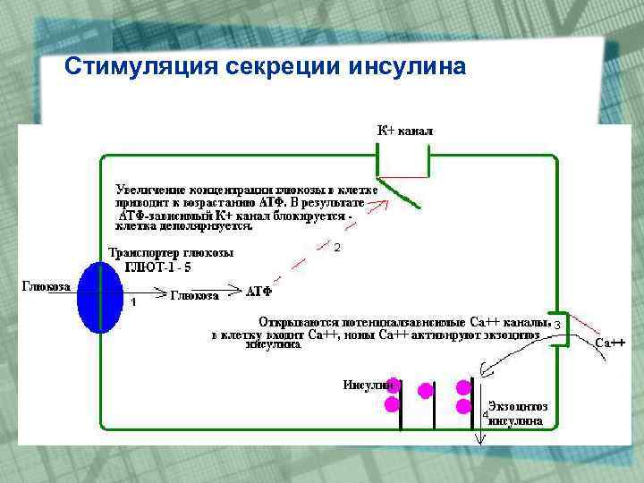 Стимуляция секреции инсулина 