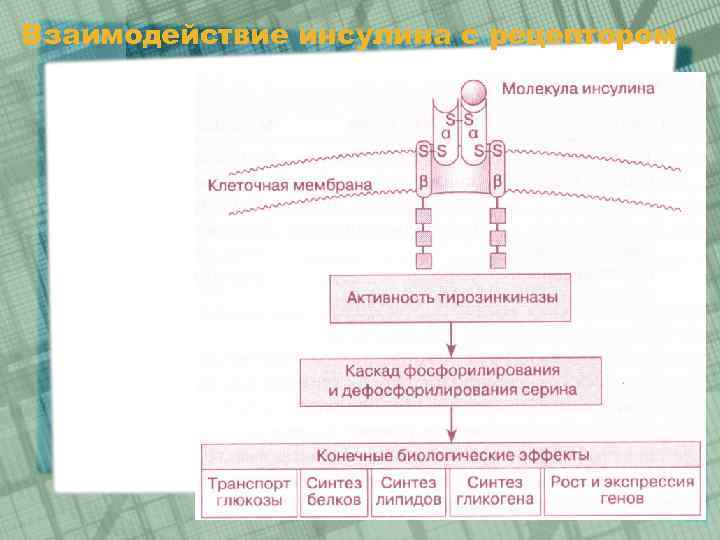 Схема получения инсулина