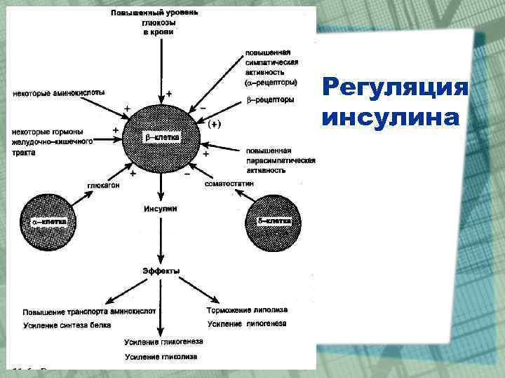 Регуляция инсулина 