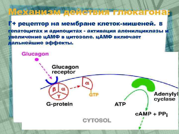 Механизм действия глюкагона: Г+ рецептор на мембране клеток-мишеней. В гепатоцитах и адипоцитах - активация