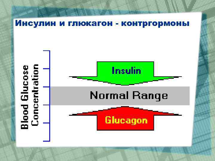 Инсулин и глюкагон - контргормоны 