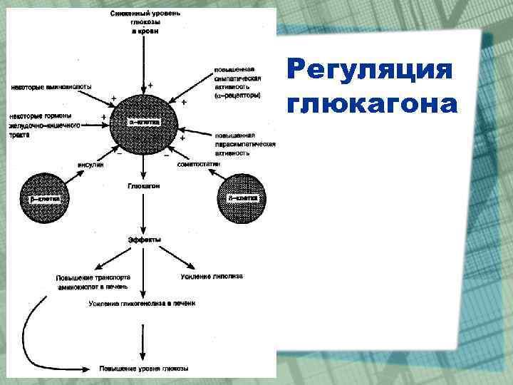 Регуляция глюкагона 
