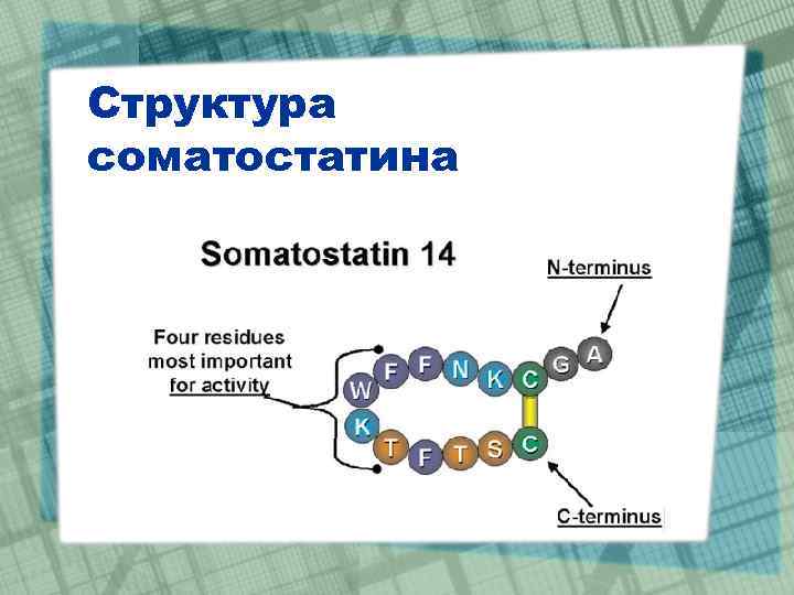 Структура соматостатина 