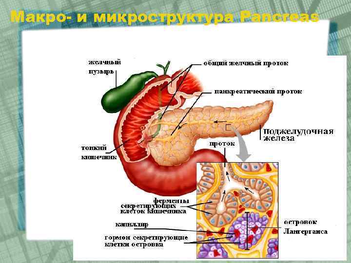 Макро- и микроструктура Pancreas 