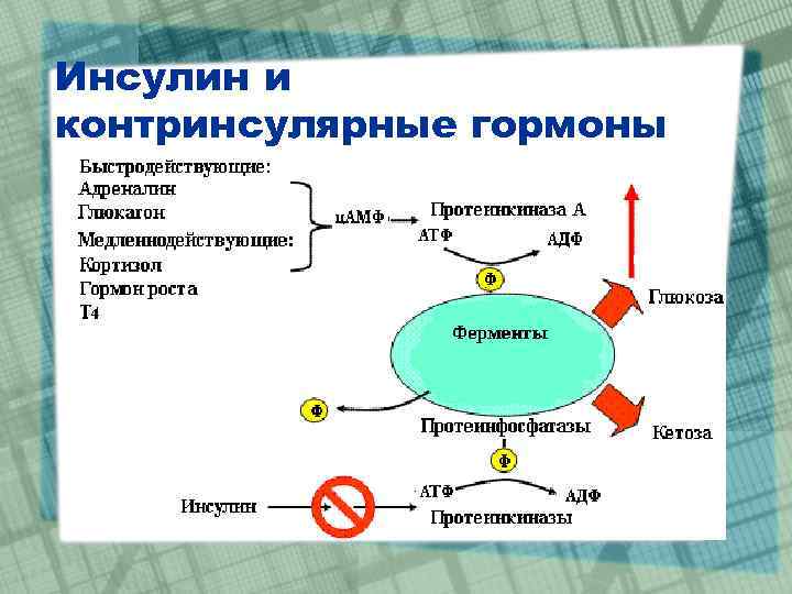 Регуляция углеводного обмена схема