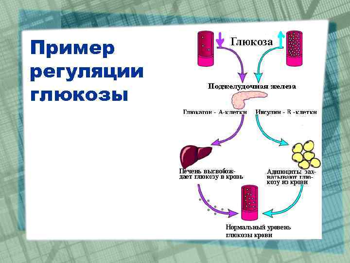 Регуляция углеводного обмена схема