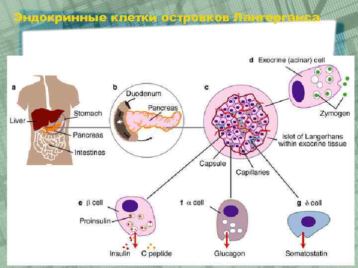 Эндокринные клетки островков Лангерганса 