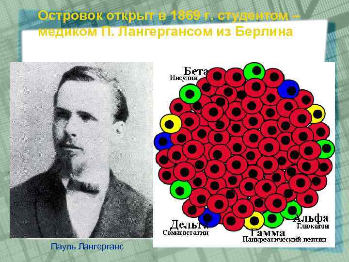 Островок открыт в 1869 г. студентом – медиком П. Лангергансом из Берлина Пауль Лангерганс
