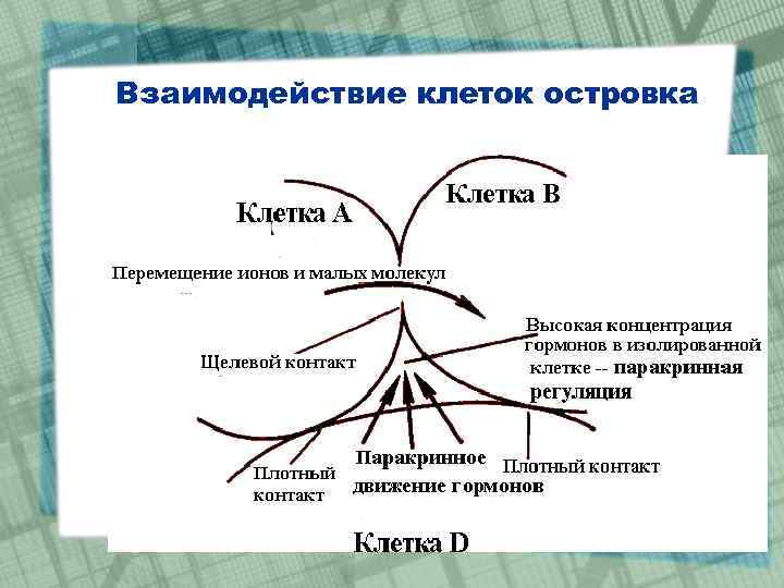 Взаимодействие клеток островка 