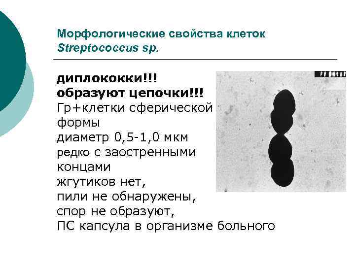 Морфологические свойства клеток Streptococcus sp. диплококки!!! образуют цепочки!!! Гр+клетки сферической формы диаметр 0, 5