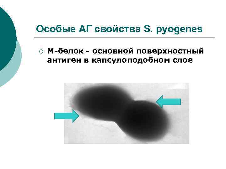 Особые АГ свойства S. pyogenes ¡ M-белок - основной поверхностный антиген в капсулоподобном слое