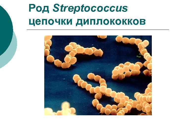 Род Streptococcus цепочки диплококков 