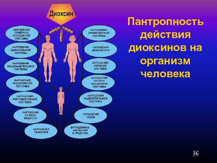 Пантропность действия диоксинов на организм человека 36 