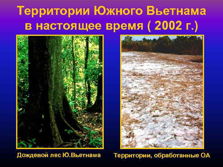 Территории Южного Вьетнама в настоящее время ( 2002 г. ) Дождевой лес Ю. Вьетнама