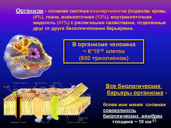 Организм – сложная система компартментов (отделов: кровь (4%), ткани, внеклеточная (13%), внутриклеточная жидкость (41%)