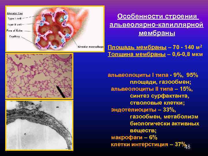  Особенности строения альвеолярно-капиллярной мембраны Площадь мембраны – 70 - 140 м 2 Толщина