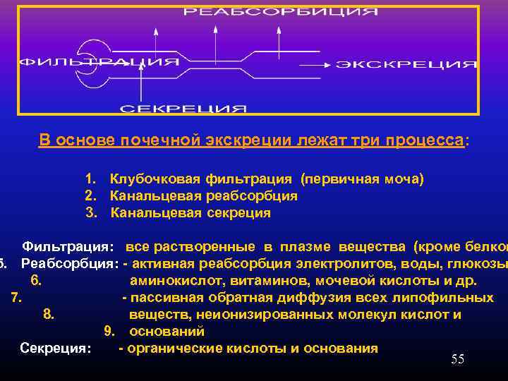 В основе почечной экскреции лежат три процесса: 1. Клубочковая фильтрация (первичная моча) 2. Канальцевая