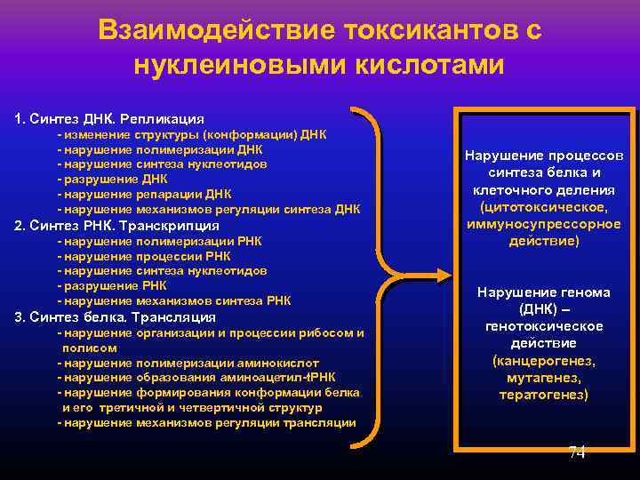 Взаимодействие токсикантов с нуклеиновыми кислотами 1. Синтез ДНК. Репликация - изменение структуры (конформации) ДНК