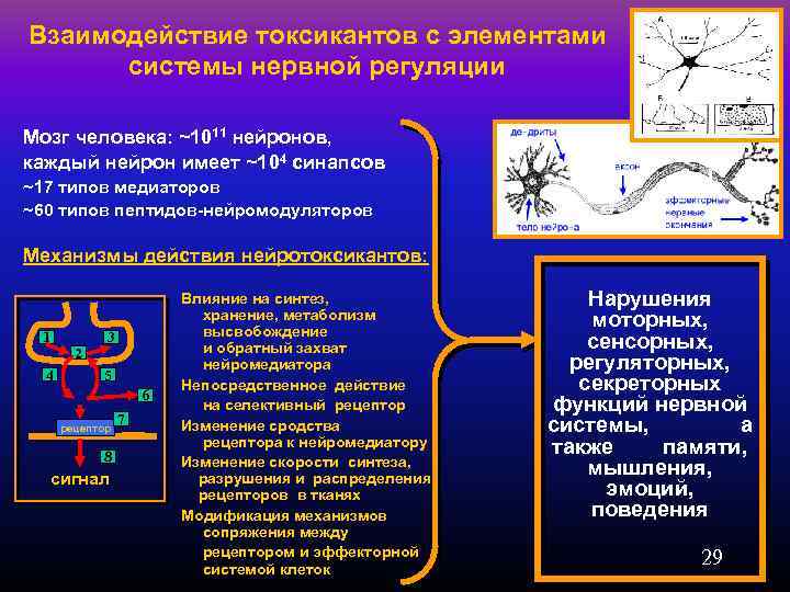 Взаимодействие токсикантов с элементами системы нервной регуляции Мозг человека: ~1011 нейронов, каждый нейрон имеет