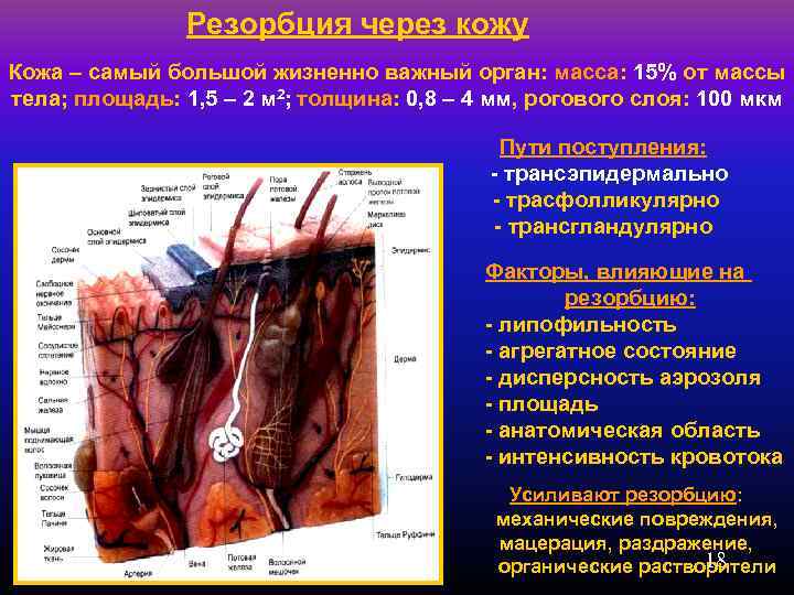 Резорбция через кожу Кожа – самый большой жизненно важный орган: масса: 15% от массы