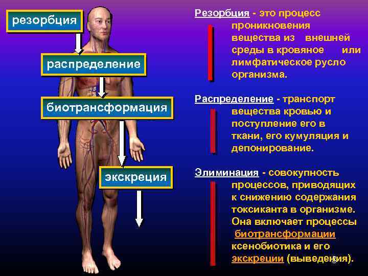 резорбция распределение биотрансформация экскреция Резорбция - это процесс проникновения вещества из внешней среды в