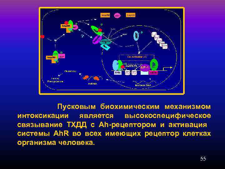  Пусковым биохимическим механизмом интоксикации является высокоспецифическое связывание ТХДД с Ah-рецептором и активация системы