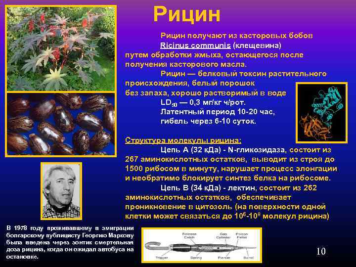 Рицин получают из касторовых бобов Ricinus communis (клещевина) путем обработки жмыха, остающегося после получения