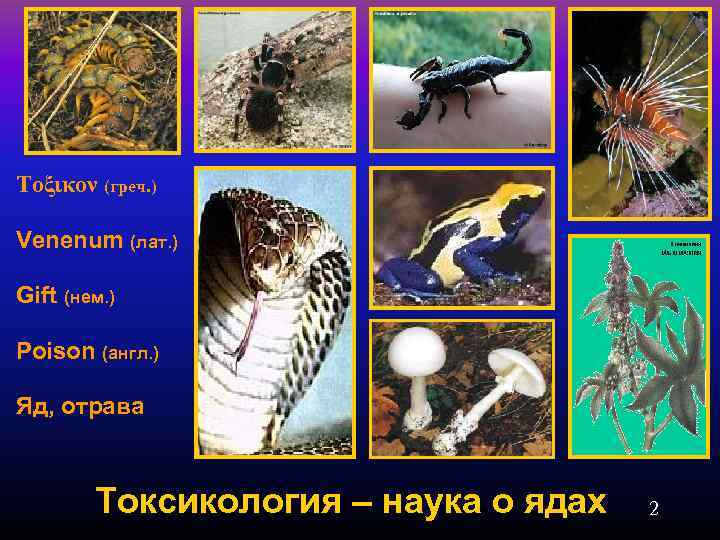 Τοξικον (греч. ) Venenum (лат. ) Gift (нем. ) Poison (англ. ) Яд, отрава