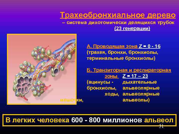 Трахеобронхиальное дерево – система дихотомически делящихся трубок (23 генерации) А. Проводящая зона Z =