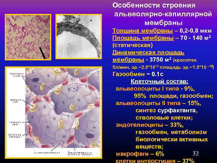 Особенности строения альвеолярно-капиллярной мембраны Толщина мембраны – 0, 2 -0, 8 мкм Площадь мембраны