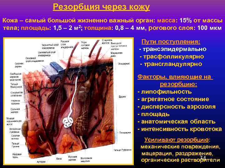 Резорбция через кожу Кожа – самый большой жизненно важный орган: масса: 15% от массы
