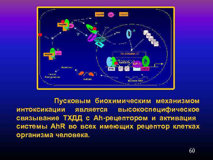  Пусковым биохимическим механизмом интоксикации является высокоспецифическое связывание ТХДД с Ah-рецептором и активация системы