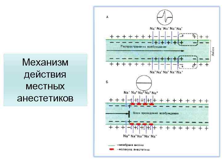 Механизм действия местных анестетиков 